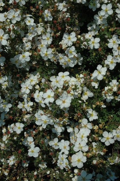 Potentilla 'weiss', Fingerstrauch, weiß, ca. 9x9 cm Topf