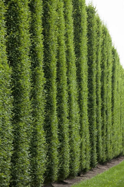 Dichte Hainbuchenhecke als Sichtschutz in einem Garten