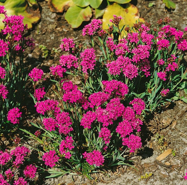 Lychnis alpina, Alpen-Leimkraut, rosa Blüten, ca. 9x9 cm Topf