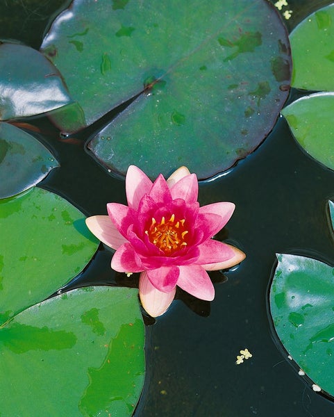Nymphaea x cult.'Attraction', Seerose, rot, ca. 11x11 cm Topf