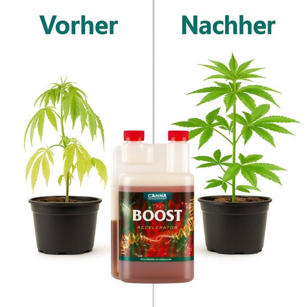 Vergleichsbild zeigt die Wirkung von Canna Boost Accelerator auf eine Pflanze, dargestellt durch Vorher und Nachher Stadium der Pflanze.