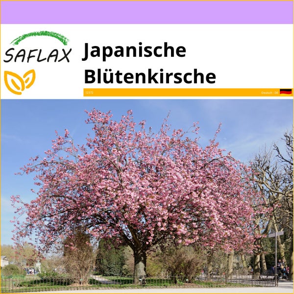 SAFLAX  - Japanische Blütenkirsche - Prunus serrulata - 30 Samen