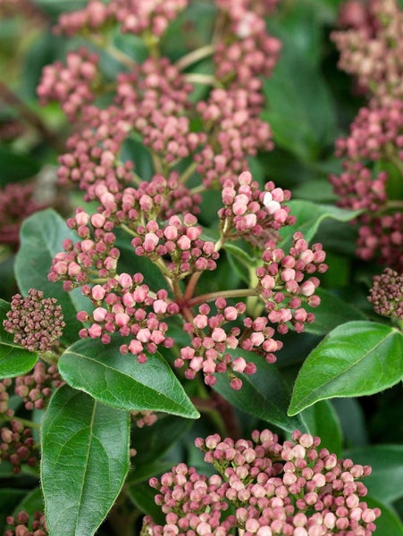 Viburnum tinus 'Eve Price', Lorbeer-Schneeball, immergrün, 40–60 cm