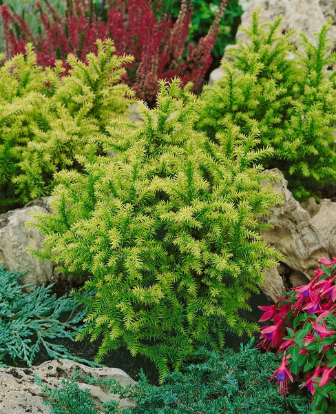 Cryptomeria japonica 'Vilmorin Gold', Japanische Sicheltanne, goldgelb, 20–25 cm