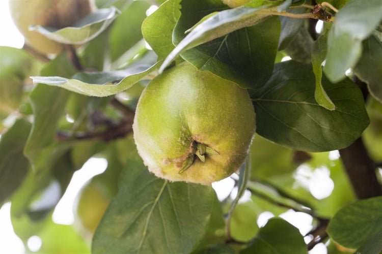 Cydonia 'Konstantinop.Apfelquitte', Apfelquitte, 150–200 cm