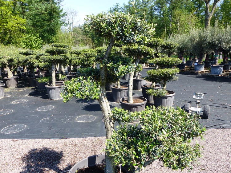 Olivenbaum 8 Pon Pon Bonsai Formgehölz Gartenbonsai Olea europaea Olive winterhart