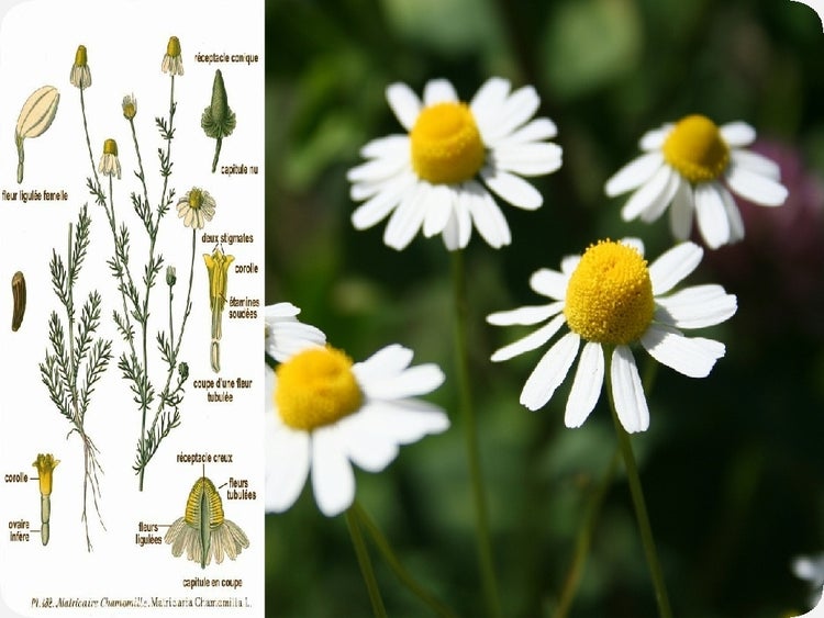 SAFLAX  - Echte Kamille - Matricaria chamomilla - 300 Samen