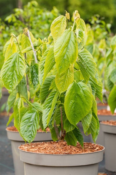 Morus alba 'Giant Fruit', Maulbeere, große Früchte, 50–60 cm