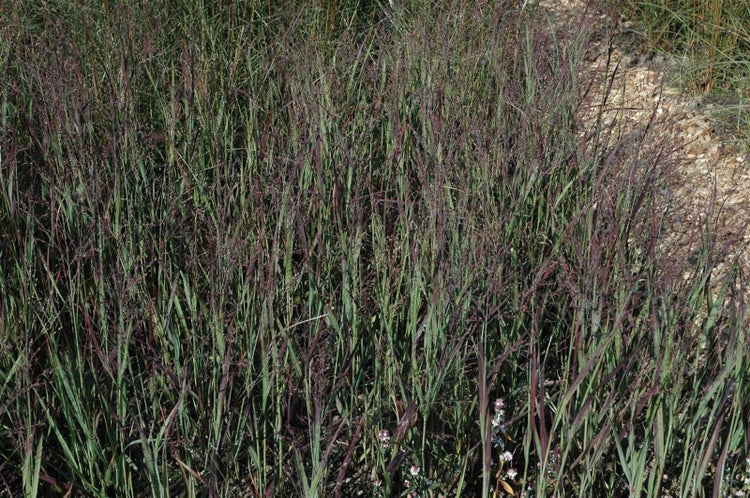 Panicum virgatum 'Heiliger Hain', Rutenhirse, ca. 9x9 cm Topf