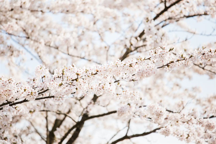 Nahaufnahme eines Baumes mit hellen Blüten