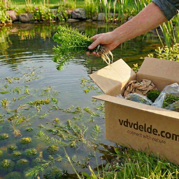 Einsetzen einer Wasserpflanze aus einem Karton mit Van der Velde Logo in einen hellen Gartenteich mit natürlicher Ufervegetation.