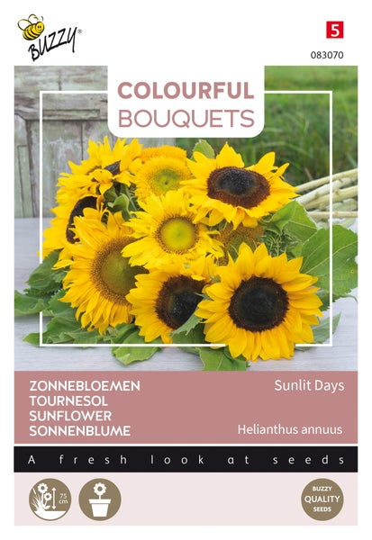 Buzzy Sonnenblumen Samenpackung für bunte Blumensträuße