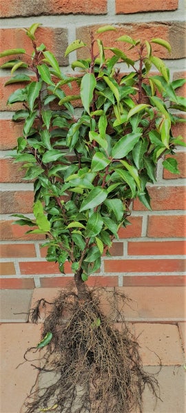 20 Pflanzen, Prunus lusitanica Angustifolia, Kirschlorbeer Pflanzen, Höhe: 50-60 cm