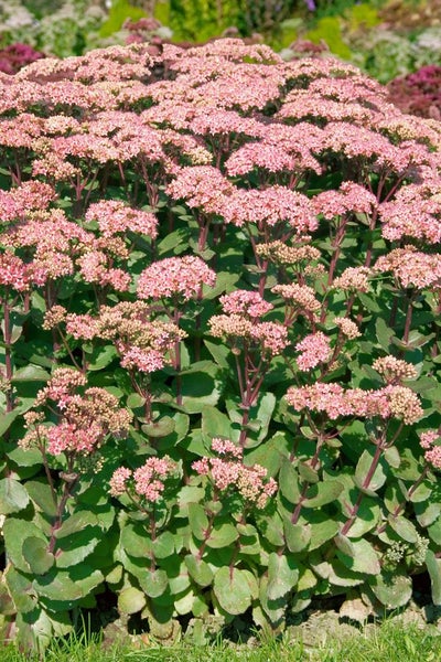 Sedum hybridum 'Matrona', Fetthenne, rosa Blüten, 2 Liter Container