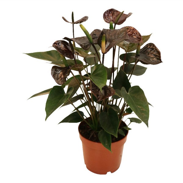 Anthurium andreanum Black Karma - mit schwarzer Blüte im 12cm Topf