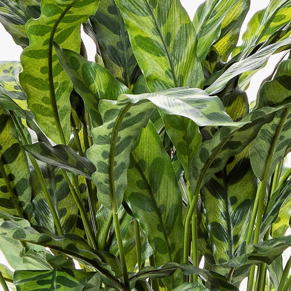 Korbmarante Calathea lancifolia mit gemusterten Blättern.