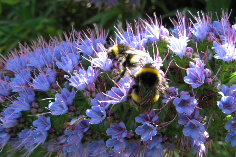 SAFLAX Garden to go - Blauer - Natternkopf - Echium fastuosa - 100 Samen - Mit Topf, Klima - Deckel und Anzuchtsubstrat