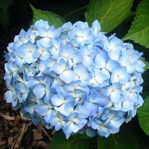 Blaue Hortensienblüte mit Blättern