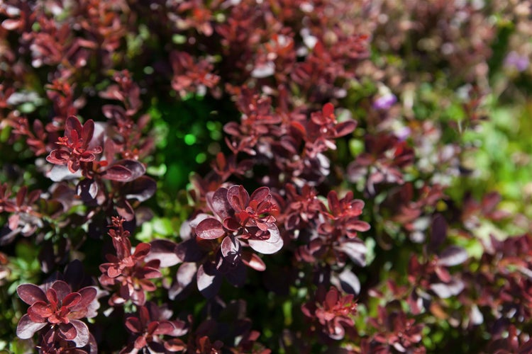 Berberis thunbergii 'Atropurpurea Nana', Blutberberitze, purpurrot, 25–30 cm