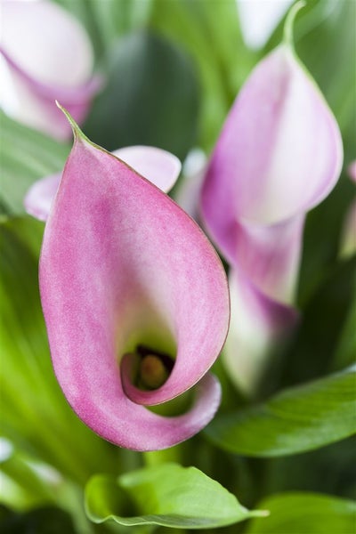 Nahaufnahme einer rosafarbenen Calla-Blüte mit grünen Blättern