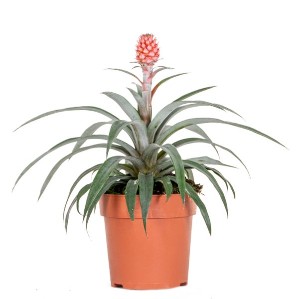 Ananas comosus 'Rosita' – Ananaspflanze – Pflegeleicht – ⌀12 cm – ↕30-40 cm