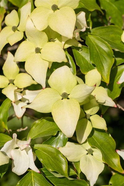 Blütenstand eines Blumen-Hartriegels mit grünen Blättern