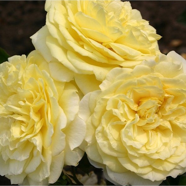 Nahaufnahme von drei gelben Rosenblüten
