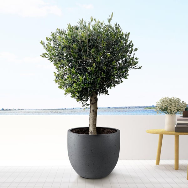 Olivenbaum Europaea Lorc - 180cm - Ø50