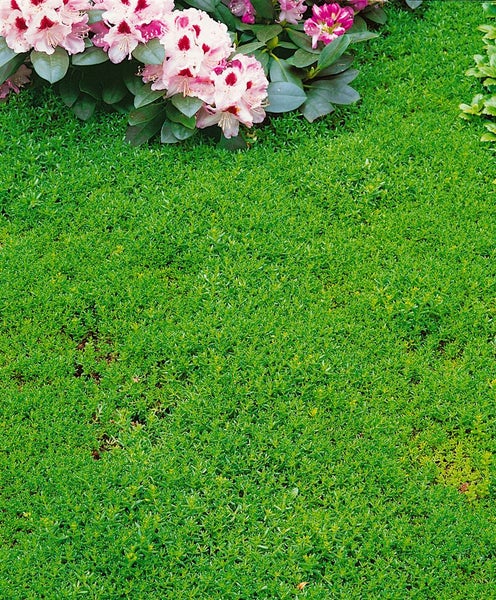 Sedum album, weißblühend, ca. 9x9 cm Topf