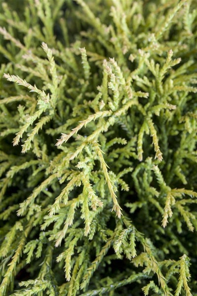 Chamaecyparis pisifera 'Sungold', Scheinzypresse, goldgelb, 20–30 cm