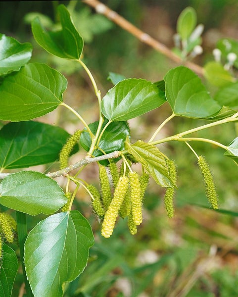 Zweig eines Maulbeerbaums mit Blättern und Fruchtständen