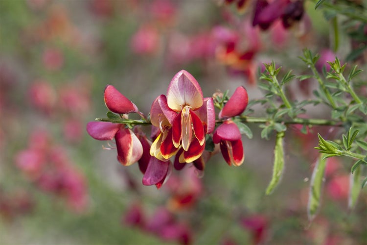 Cytisus scoparius 'Maria Burkwood', Besenginster, gelb, 60–80 cm