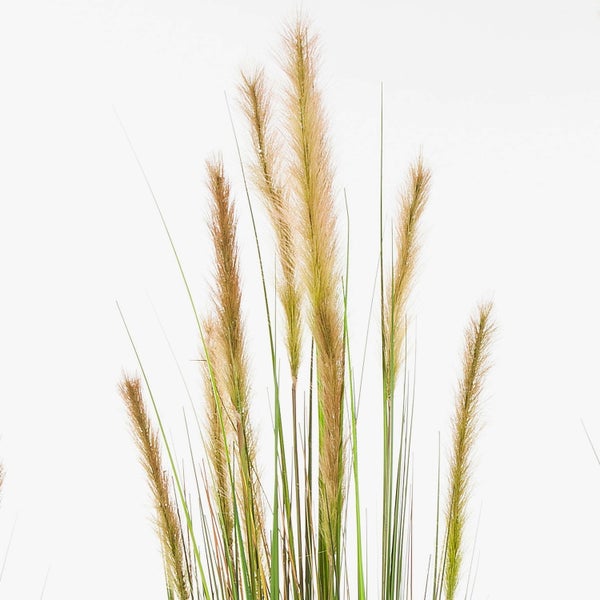 Nahaufnahme von Lampenputzergras mit federartigen, beigen Blütenwedeln und langen grünen Halmen.