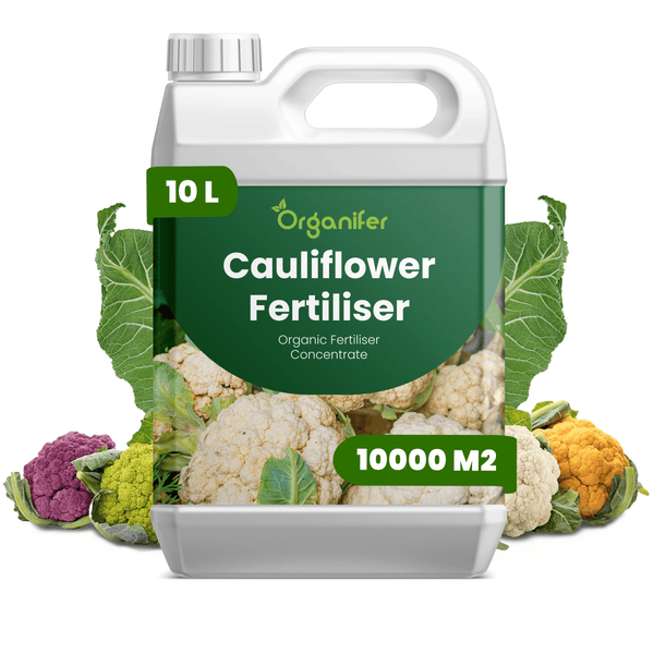 Organifer Blumenkohl-Dünger, organisches Düngerkonzentrat, 10 Liter Kanister für bis zu 10000 Quadratmeter.