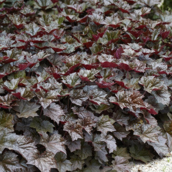 Bodendecker - Purpurglöckchen - Heuchera mic. 'Palace Purple' - 9cm Topf - Set mit 6 Pflanzen