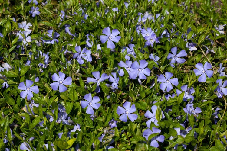 Vinca minor, Immergrün, blau, ca. 9x9 cm Topf