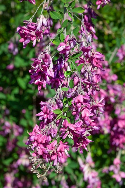 Lespedeza bicolor, zweifarbige Buschklee, 30–40 cm