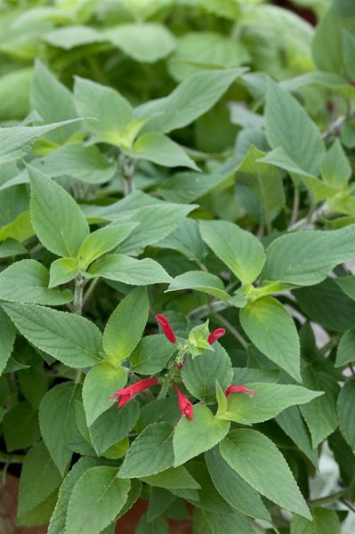 Salvia rutilans, Ananas-Salbei, aromatisch, ca. 11x11 cm Topf