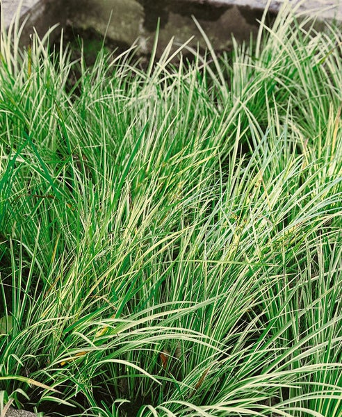 Acorus gramineus 'Variegatus', Kalmus, grün-weiß, 2 Liter Container