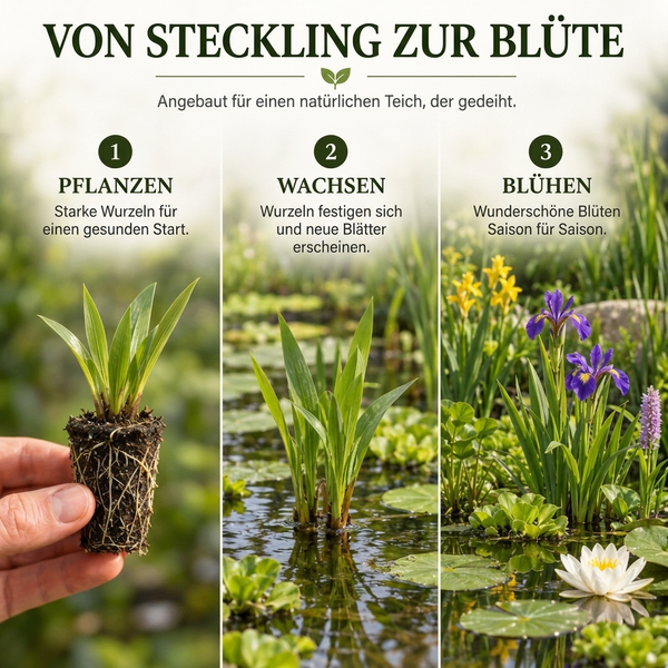 Infografik zeigt Wachstumsphasen einer Teichpflanze von der Wurzel bis zur Blüte im Garten.