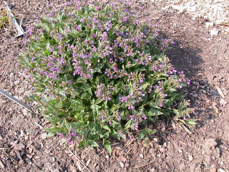 Nahaufnahme von geflecktem Lungenkraut im Gartenbeet
