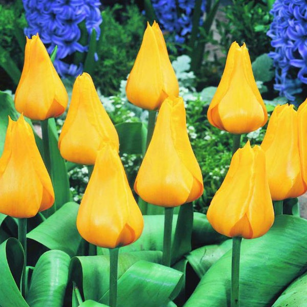 Gelbe Tulpen im Gartenbeet