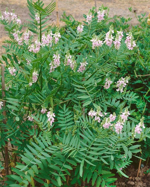 Galega officinalis, Geißraute, ca. 9x9 cm Topf, robust