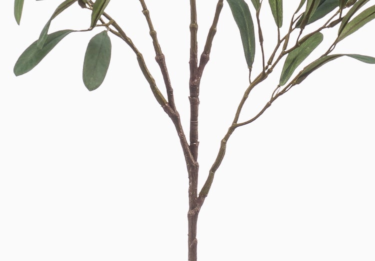 Nahaufnahme eines Kaktus Euphorbia ingens mit grünen Trieben und braunen Areolen.