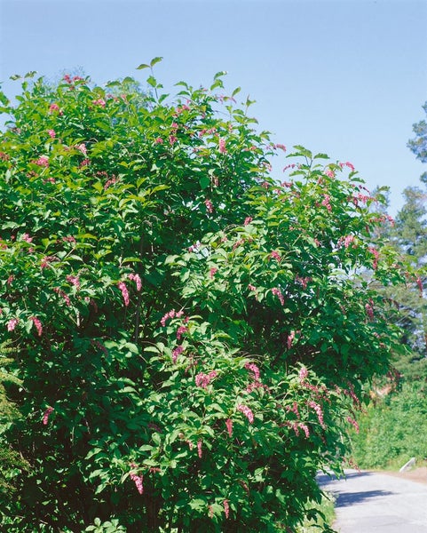 Syringa reflexa, Hängender Flieder, rosa Blüten, 125–150 cm