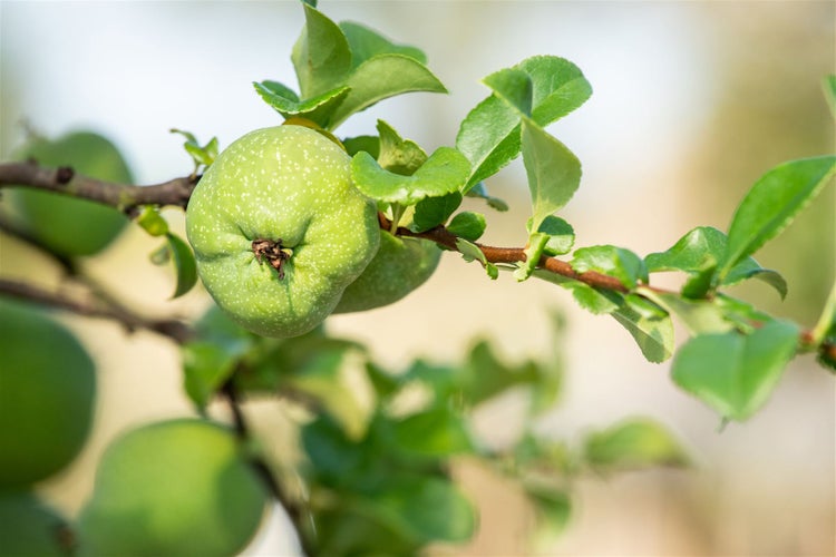 Chaenomeles x superba 'Jet Trail', Zierquitte, weiß, 40–60 cm