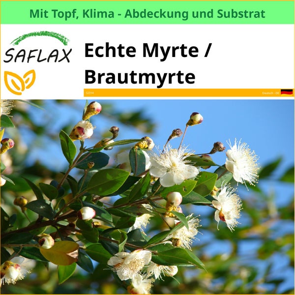 Echte Myrte oder Brautmyrte im Topf mit Klima-Abdeckung und Substrat