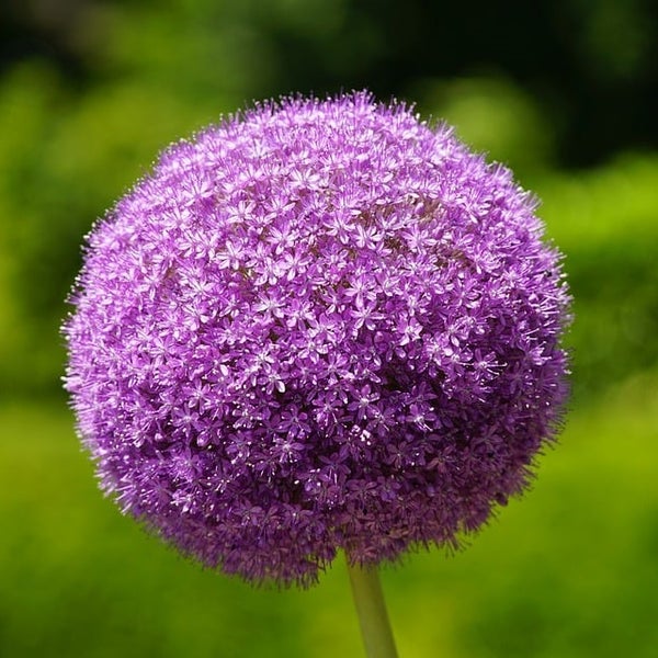 Einzelne Zierlauchblüte