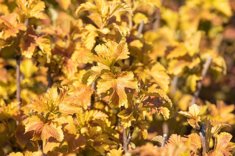 Nahaufnahme von Gold-Johannisbeere mit gelben Blättern