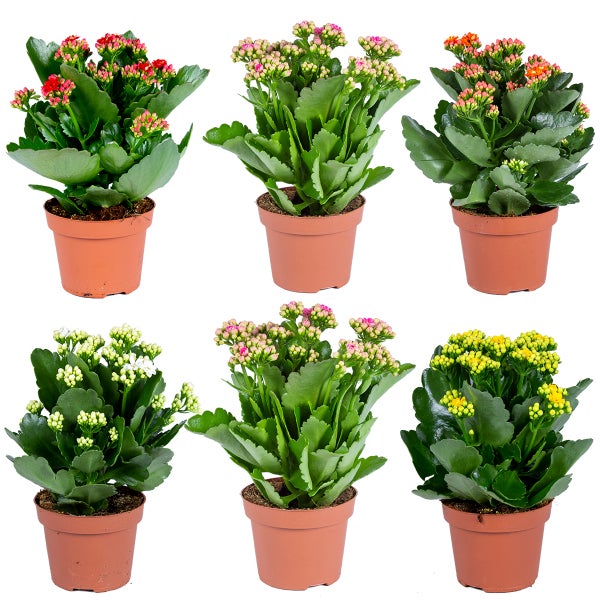 Sechs Kalanchoe-Pflanzen in Töpfen mit grünen Blättern und Blüten in verschiedenen Farben